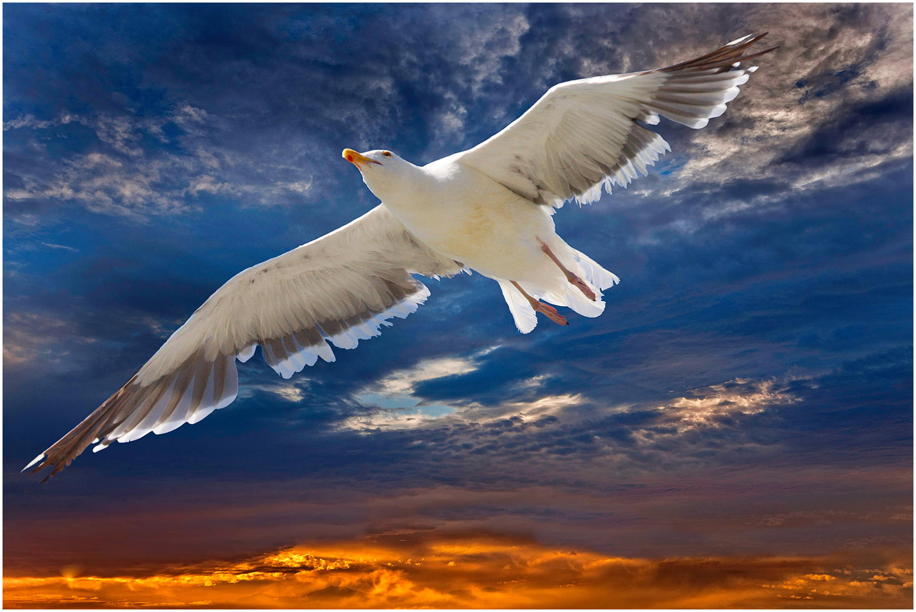 "Gull in Flight"