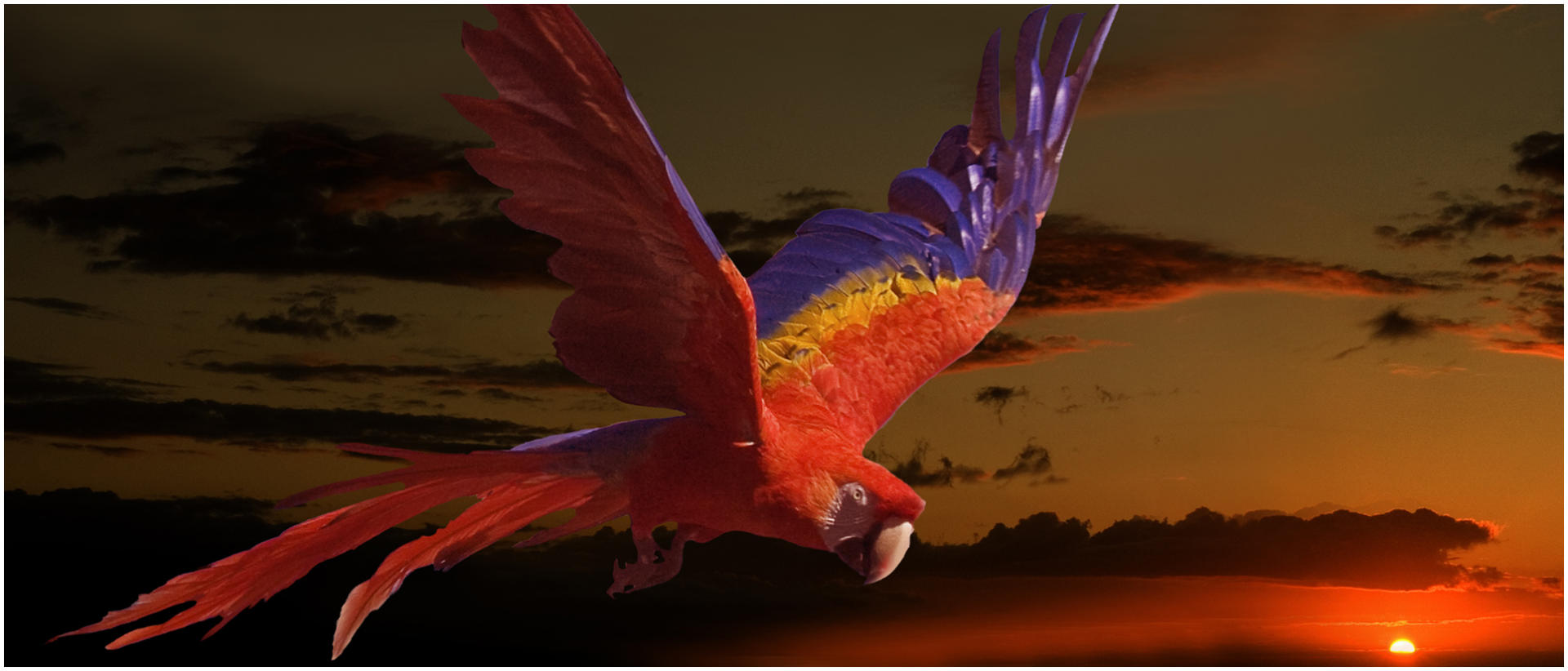 Macaw Heading Home